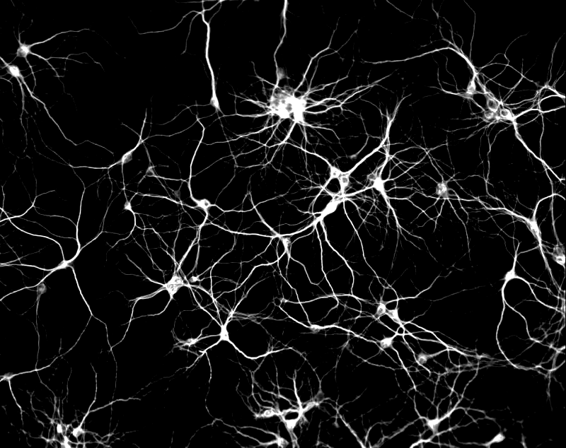 neurons_square